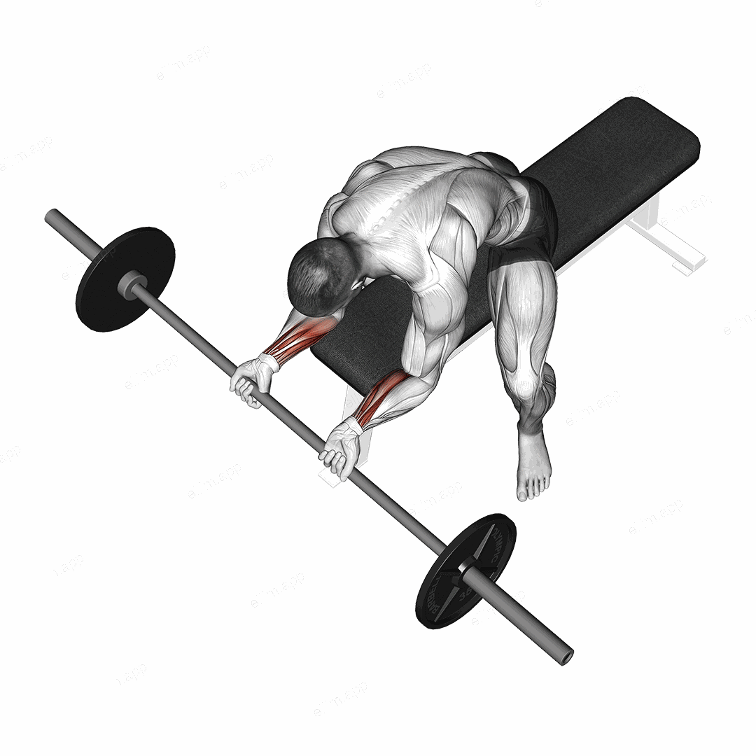 Barbell Wrist Curl exercise targeting Forearms and Wrist Flexors