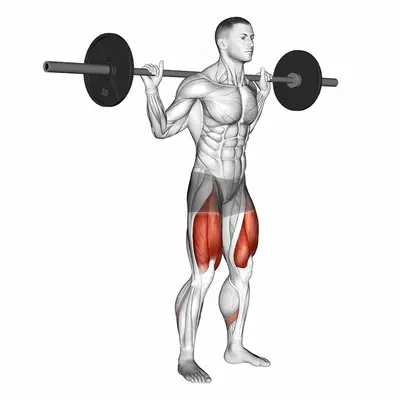 Barbell Low Bar Squat exercise targeting Thighs and Gluteus Maximus