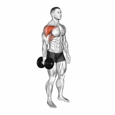 Dumbbell Single Arm Neutral Grip Front Raise exercise targeting Shoulders