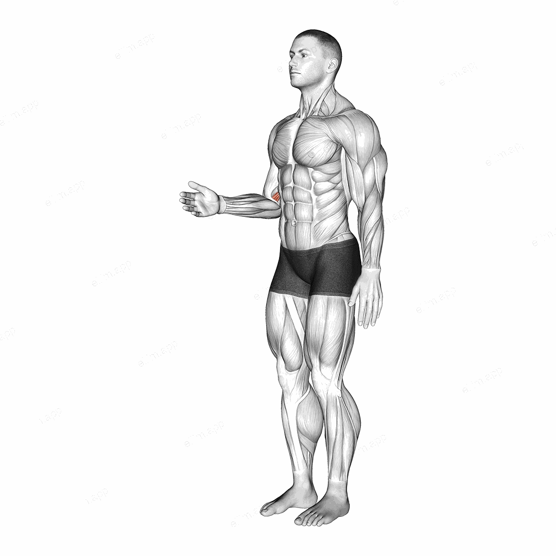 Forearm - Pronation exercise targeting Forearms