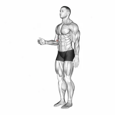 Forearm - Pronation exercise targeting Forearms