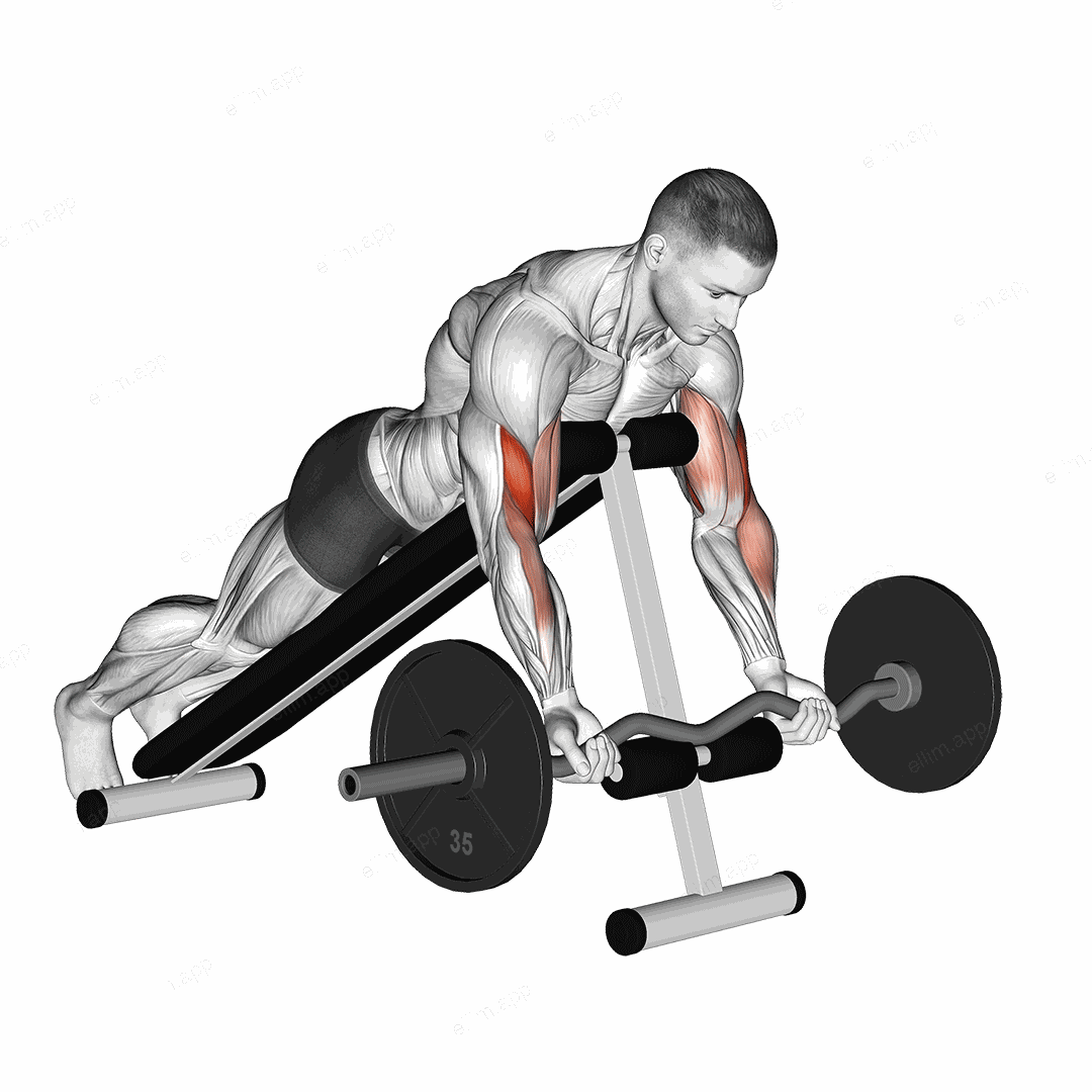 EZ Barbell Spider Curl exercise targeting Upper Arms and Biceps Brachii