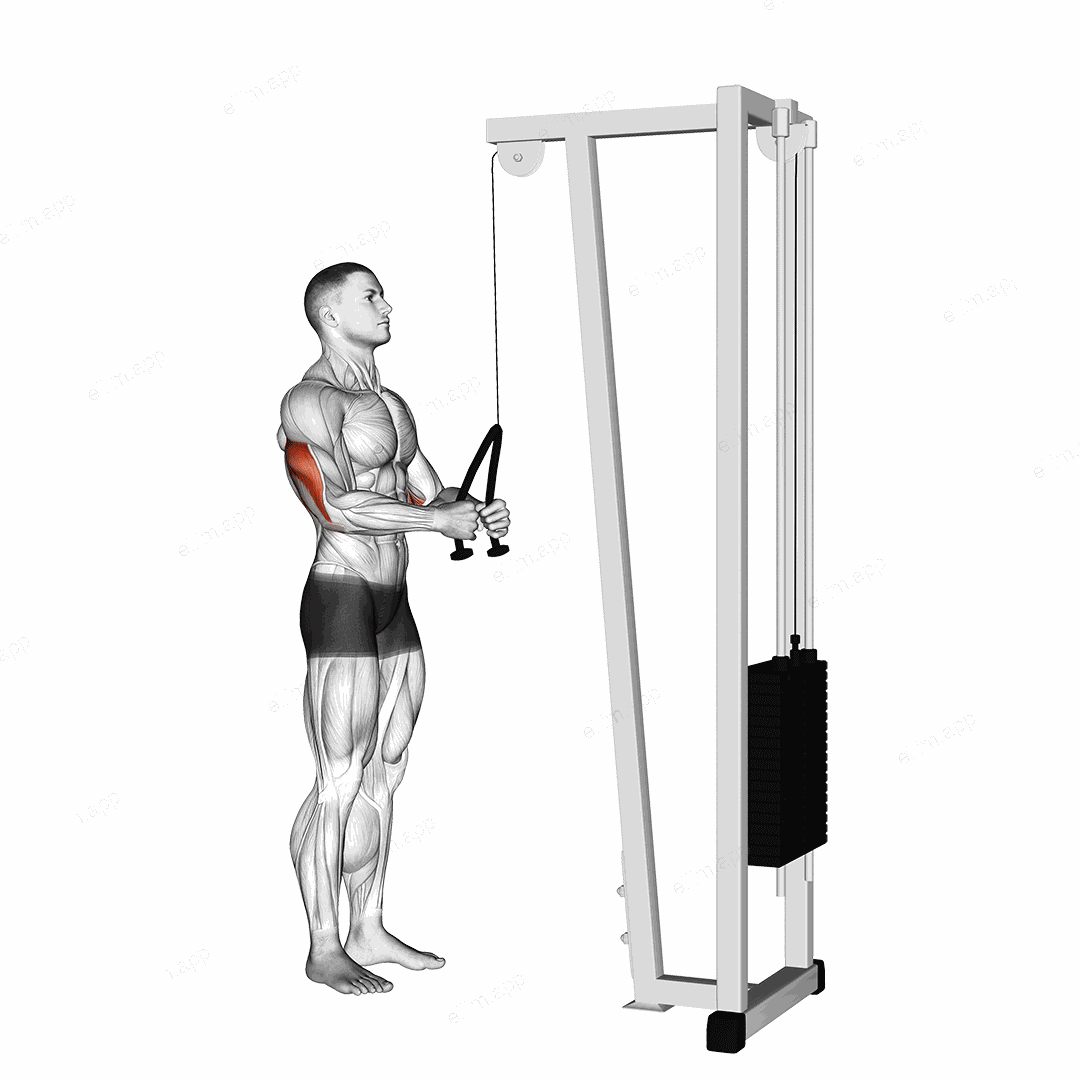 Cable Pushdown (with rope attachment) exercise targeting Upper Arms and Triceps Brachii