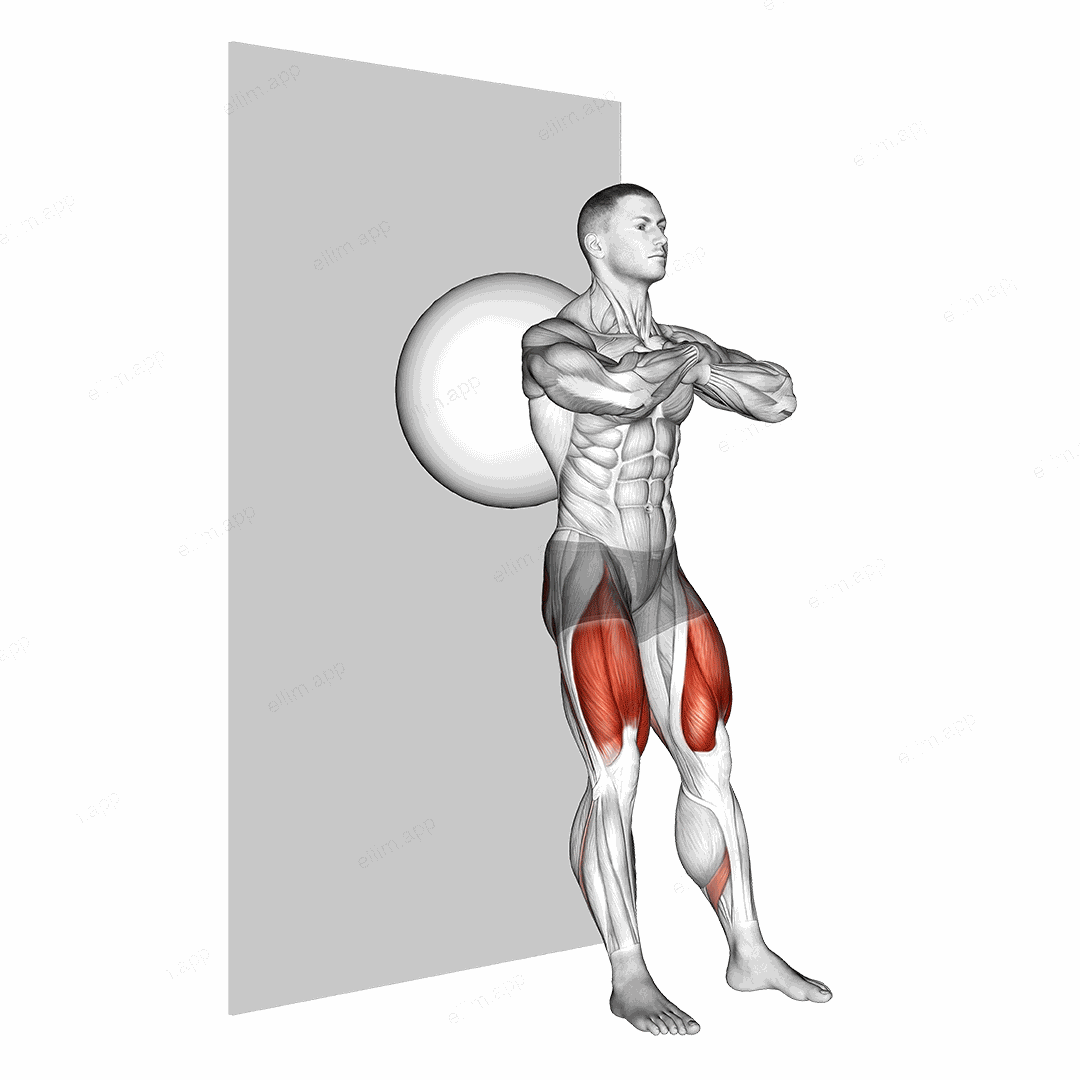 Exercise Ball Wall Squat exercise targeting Thighs and Gluteus Maximus