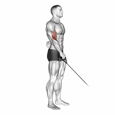Cable Reverse One Arm Curl exercise targeting Forearms and Brachioradialis