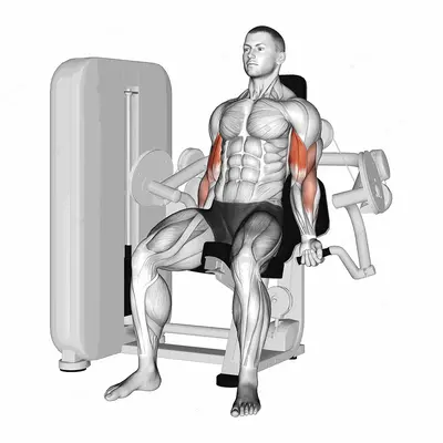 Lever Biceps Curl exercise targeting Upper Arms