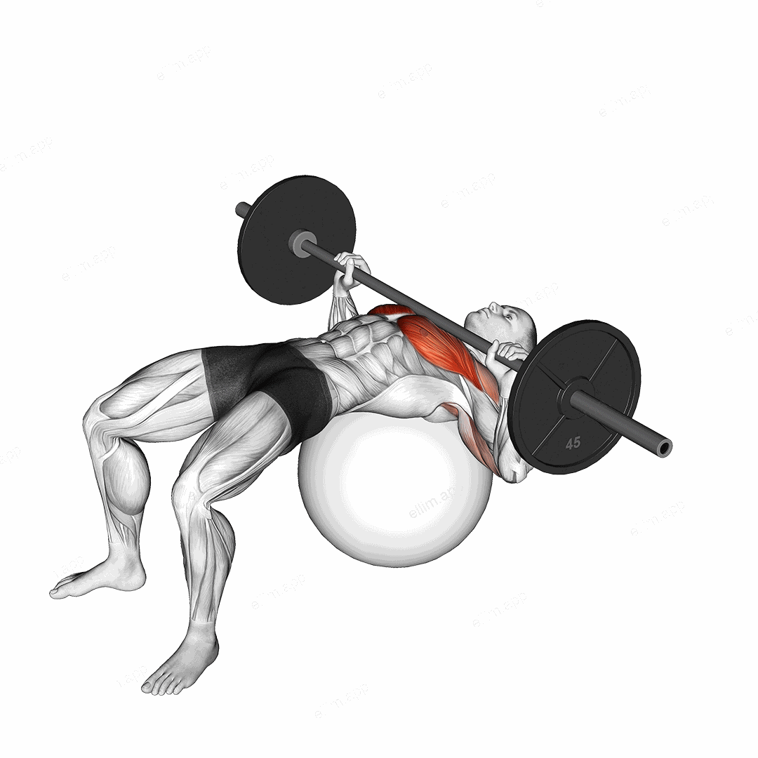 Barbell Chest Press on Stability Ball exercise targeting Chest and Pectoralis Major Clavicular Head