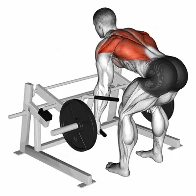Lever Row (plate loaded) exercise targeting Back and Infraspinatus