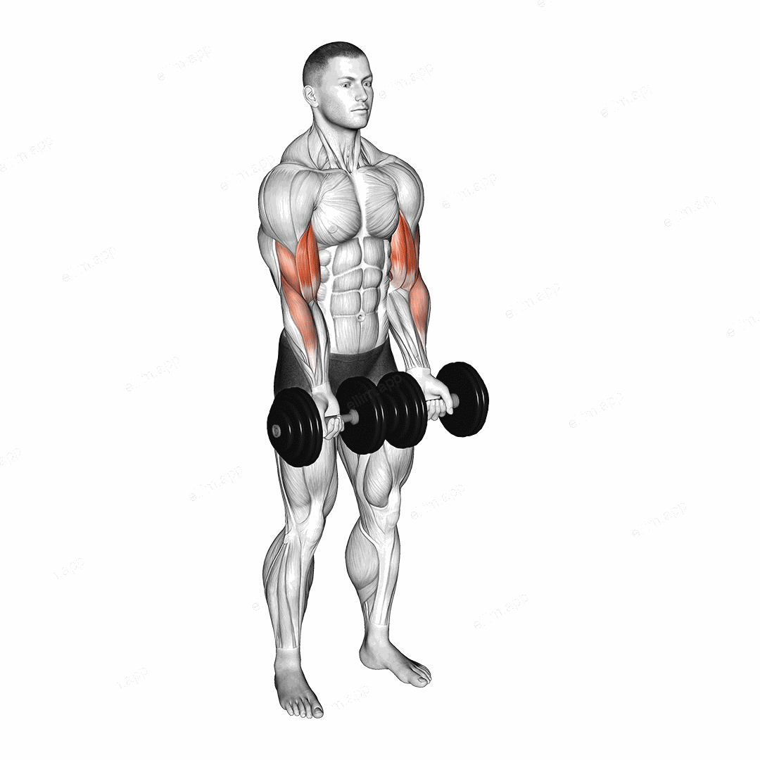 Dumbbell Close Grip Curl exercise targeting Upper Arms and Biceps Brachii
