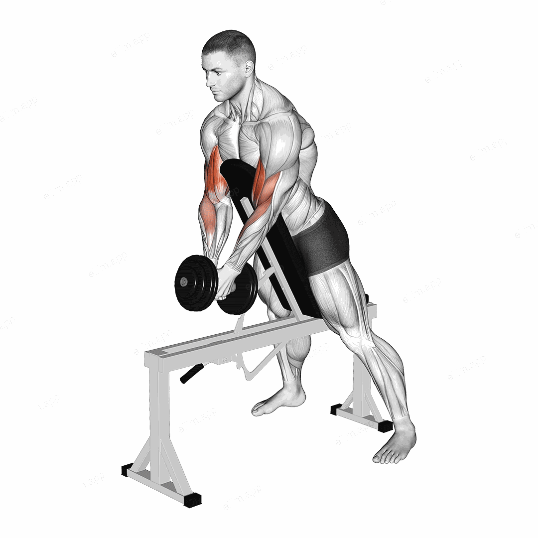Dumbbell Single Spider Curl with Chest Support exercise targeting Upper Arms and Biceps Brachii