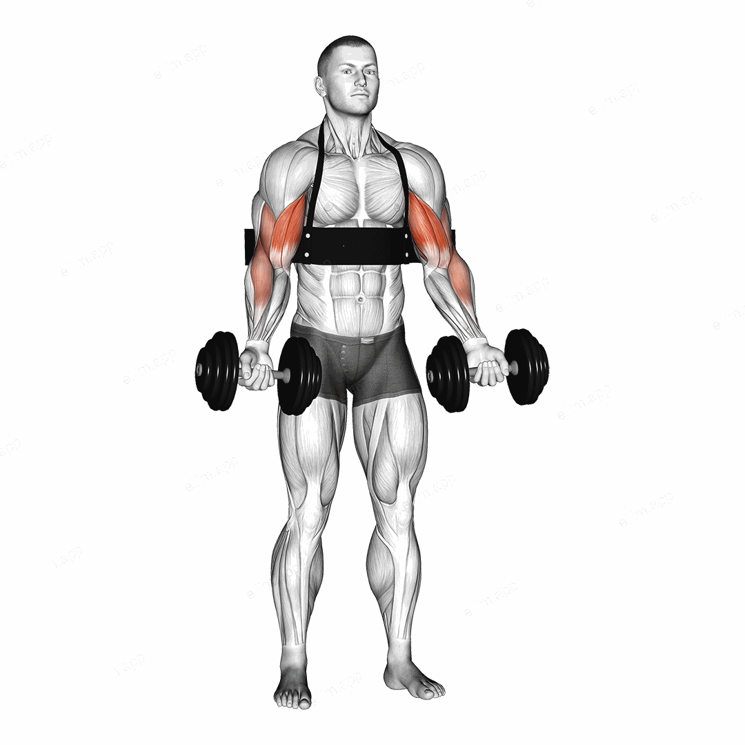 Dumbbell Biceps Curl (with arm blaster) exercise targeting Upper Arms and Biceps Brachii