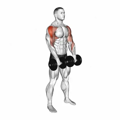 Dumbbell Upright Row exercise targeting Shoulders and Deltoid Lateral