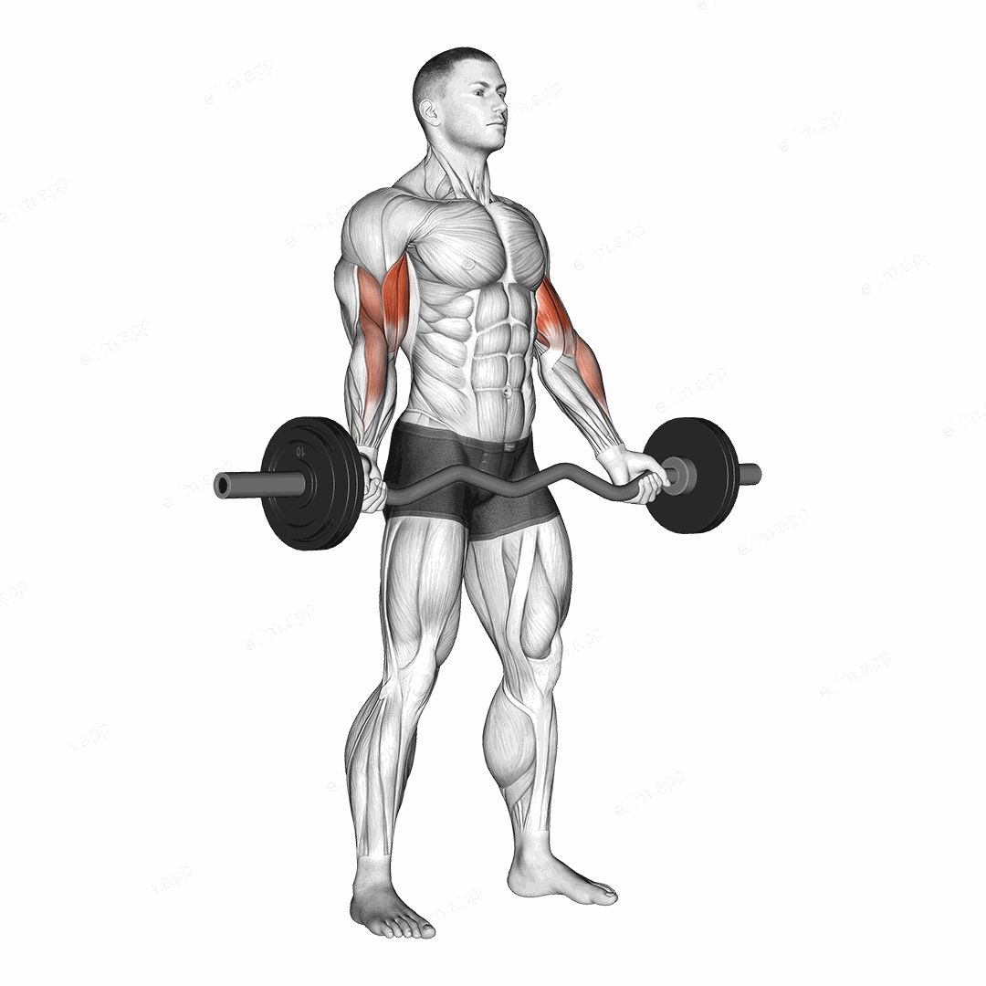 EZ-Barbell Standing Wide Grip Biceps Curl exercise targeting Upper Arms and Biceps Brachii