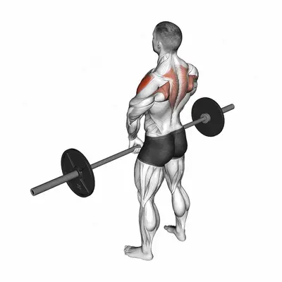 Barbell Upright Row exercise targeting Shoulders and Deltoid Lateral