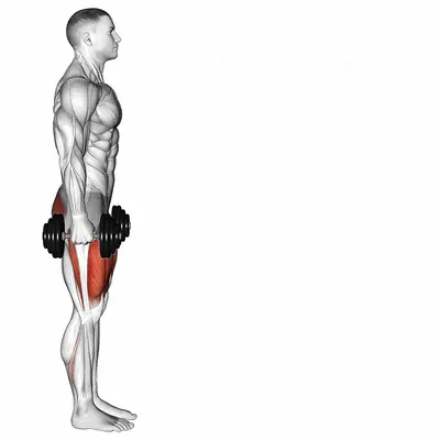 Dumbbell Lunge exercise targeting Hips and Gluteus Maximus