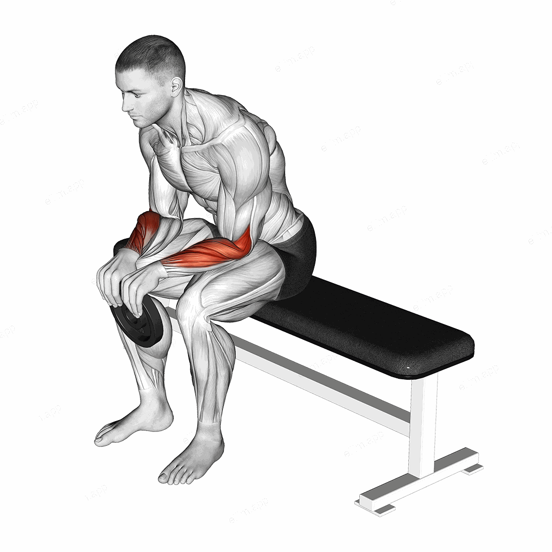 Weighted Seated Reverse Wrist Curl exercise targeting Forearms and Wrist Extensors