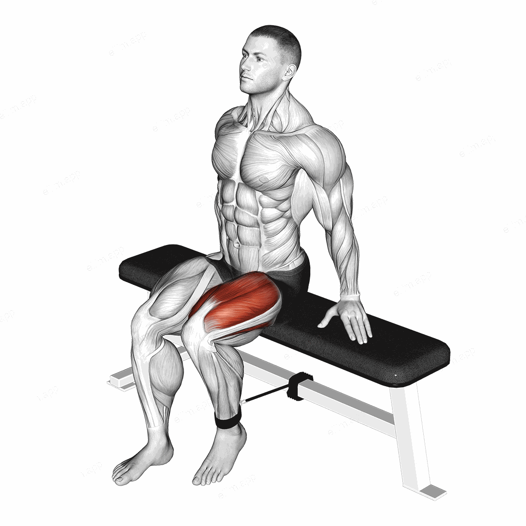 Band Seated Leg Extension exercise targeting Thighs and Quadriceps