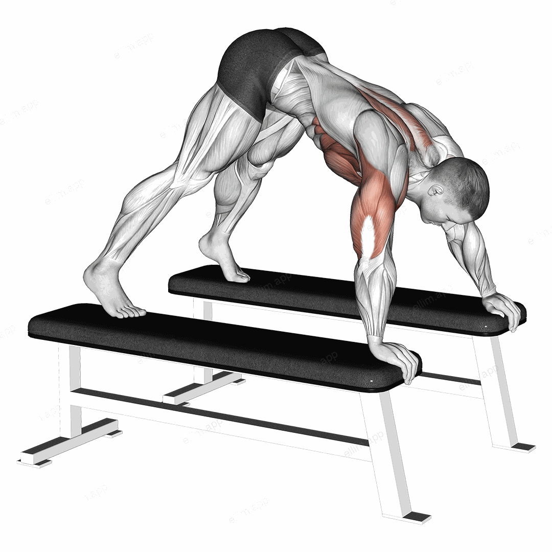 Pike Push up (between Benches) exercise targeting Shoulders
