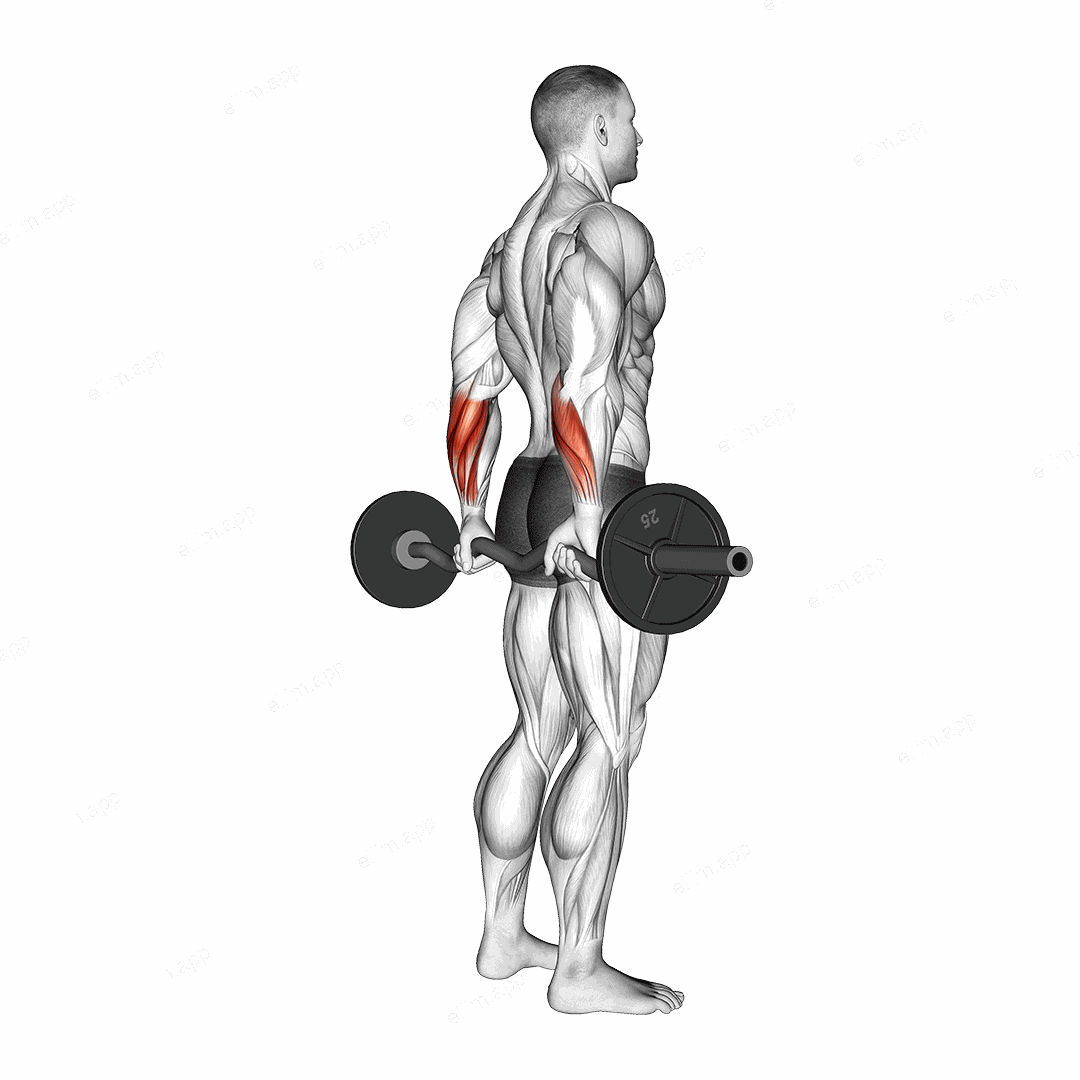 EZ Barbell Standing Back Wrist Curl exercise targeting Forearms