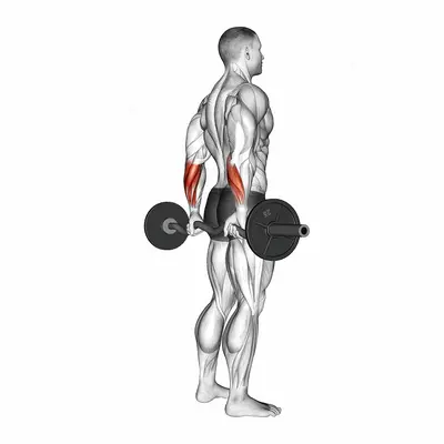 EZ Barbell Standing Back Wrist Curl exercise targeting Forearms