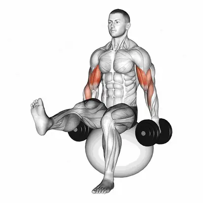 Dumbbell Bicep Curl on Exercise Ball with Leg Raised exercise targeting Upper Arms
