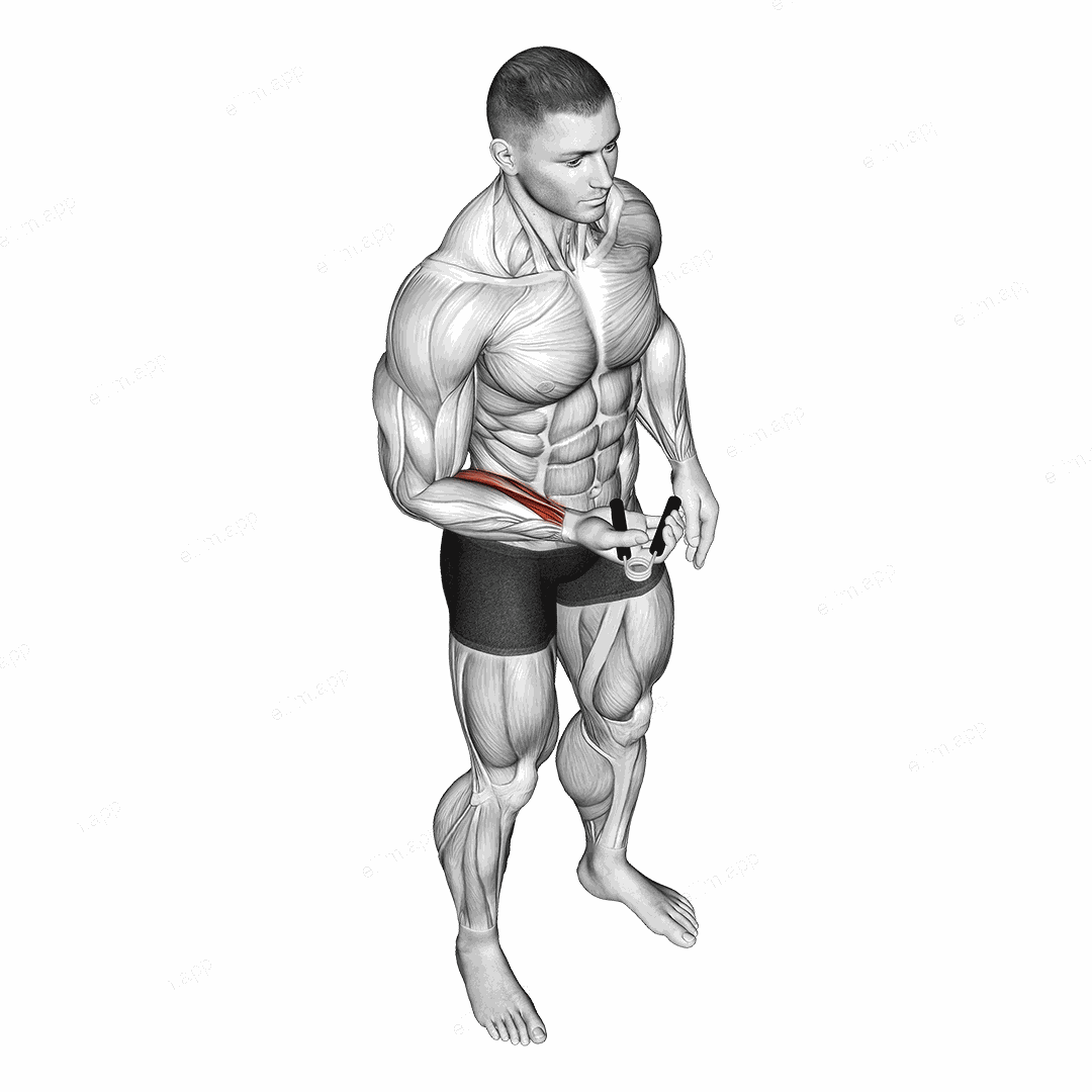 Hand Spring Wrist Curl exercise targeting Forearms and Wrist Flexors