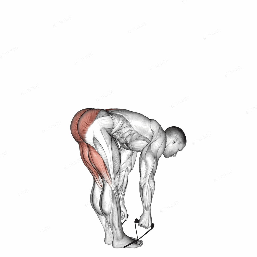 Band straight leg deadlift exercise targeting Back and Erector Spinae