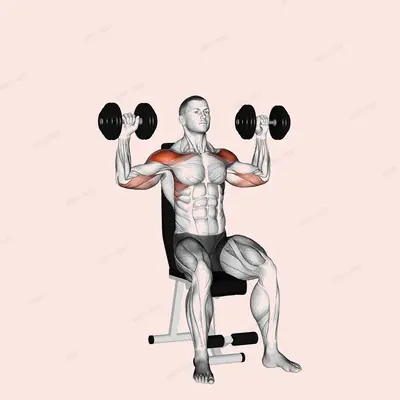 Dumbbell Seated Alternate Shoulder exercise targeting Shoulders and Deltoid Anterior