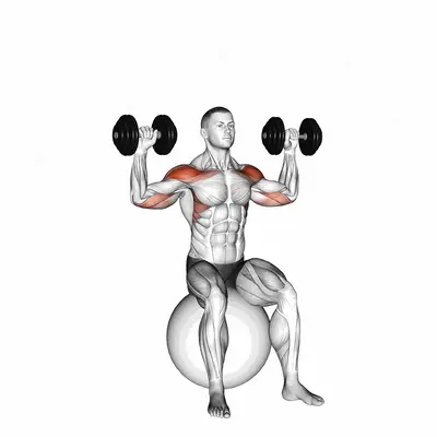 Dumbbell Seated on Exercise Ball Shoulder Press exercise targeting Shoulders and Deltoid Anterior