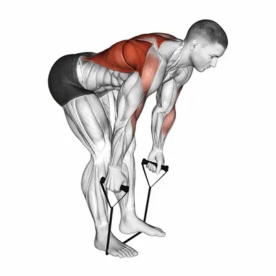 Band bent over row exercise targeting Back
