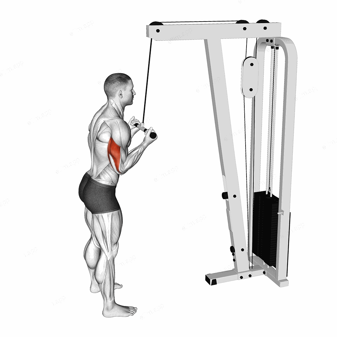 Cable Reverse grip Pushdown exercise targeting Upper Arms