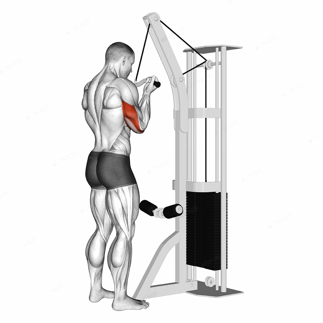 Cable Reverse Grip Triceps Pushdown (SZ-bar) exercise targeting Upper Arms and Triceps Brachii