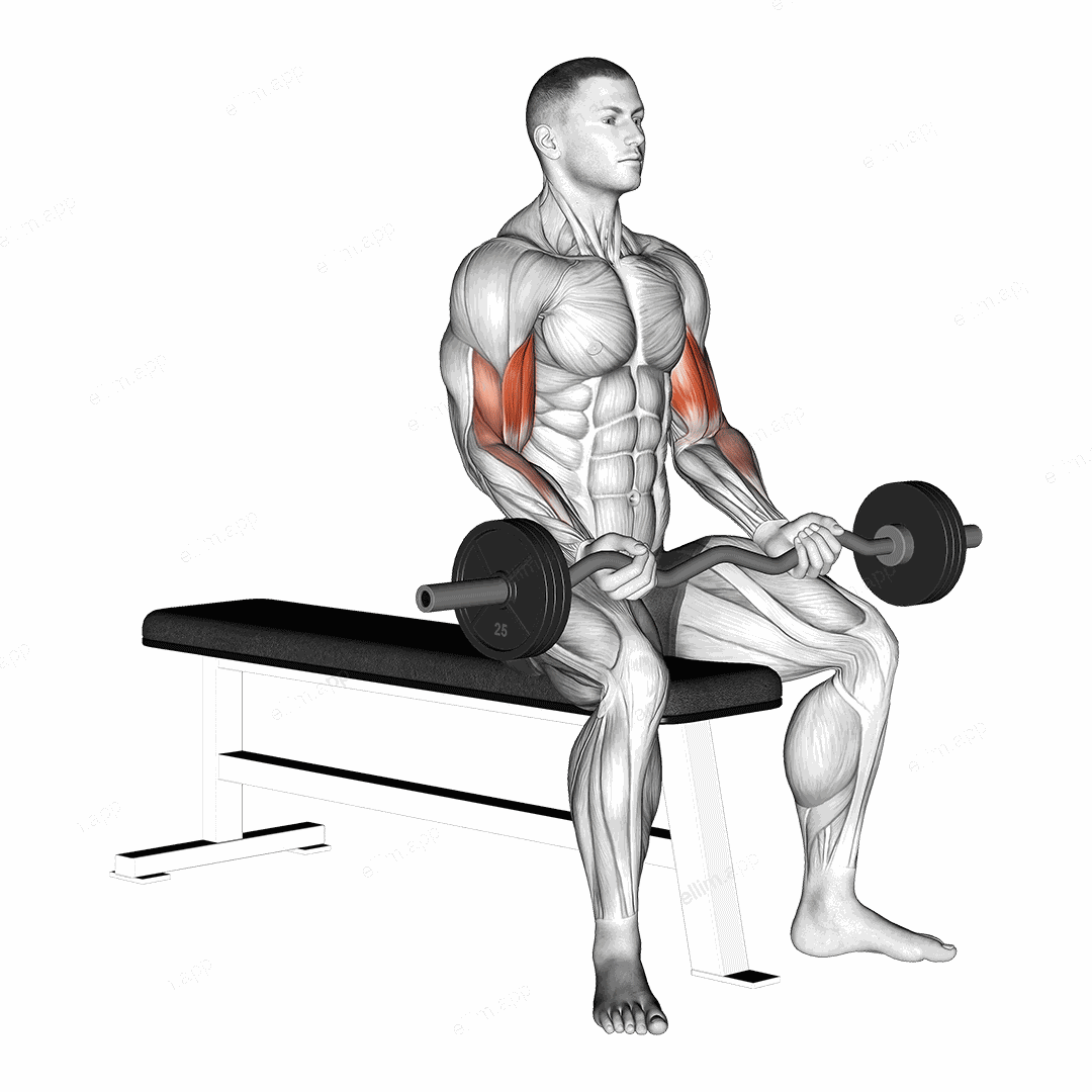 EZ Barbell Seated Curls exercise targeting Upper Arms and Biceps Brachii