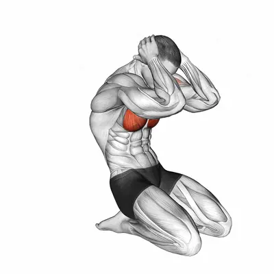 Seated Chest Clam exercise targeting Chest and Deltoid Anterior