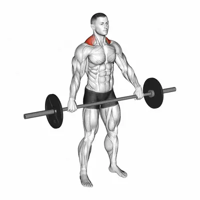 Barbell Standing Snatch Grip Shrug exercise targeting Back