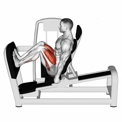 Lever Seated Squat exercise targeting Thighs and Gluteus Maximus