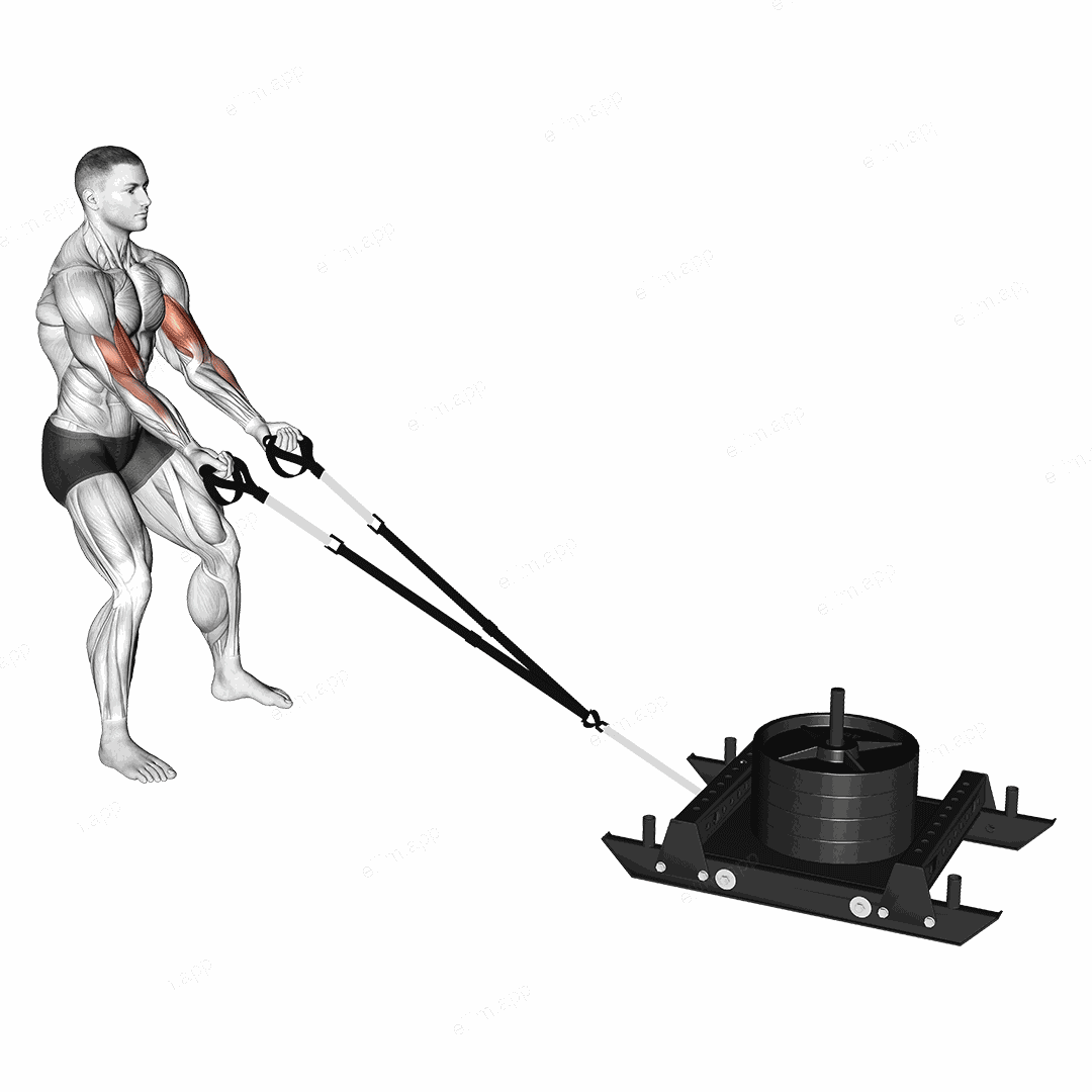 Power Sled Biceps Curl exercise targeting Upper Arms