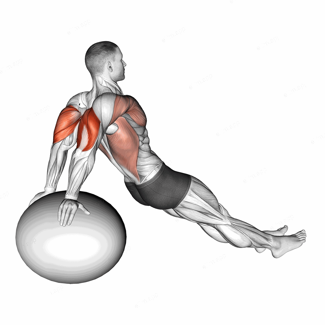 Exercise Ball Dip exercise targeting Upper Arms