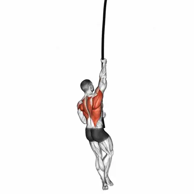 Rope Climb exercise targeting Back and Infraspinatus