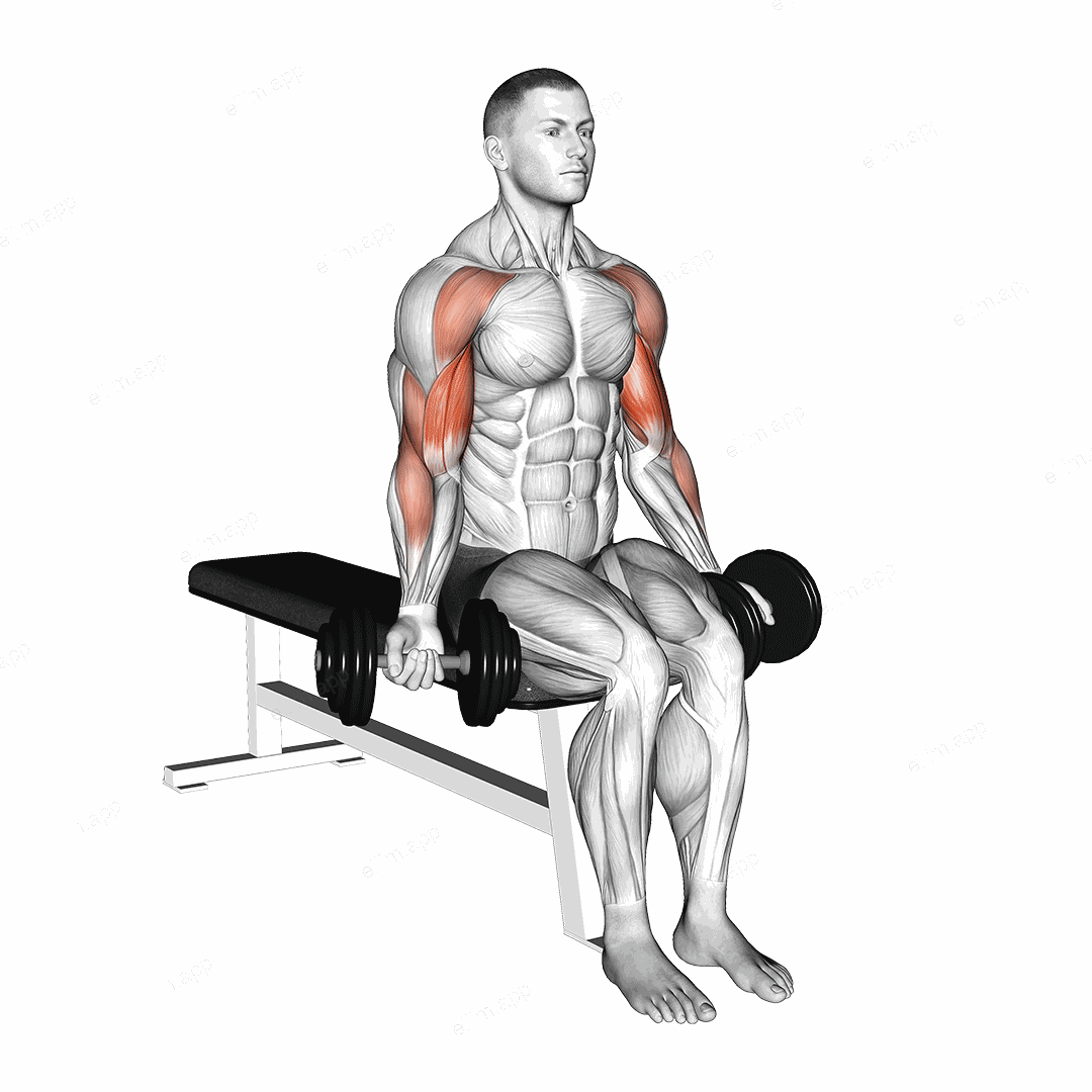Dumbbell Seated Drag Curl exercise targeting Upper Arms