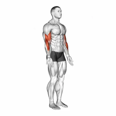 Elbow - Flexion exercise targeting Upper Arms