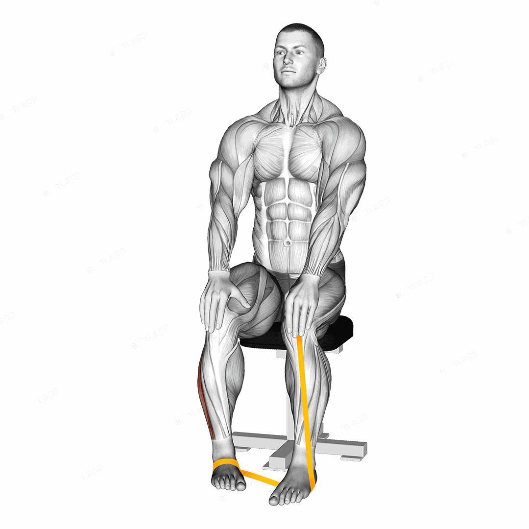 Resistance Band Foot Eversion exercise targeting Calves