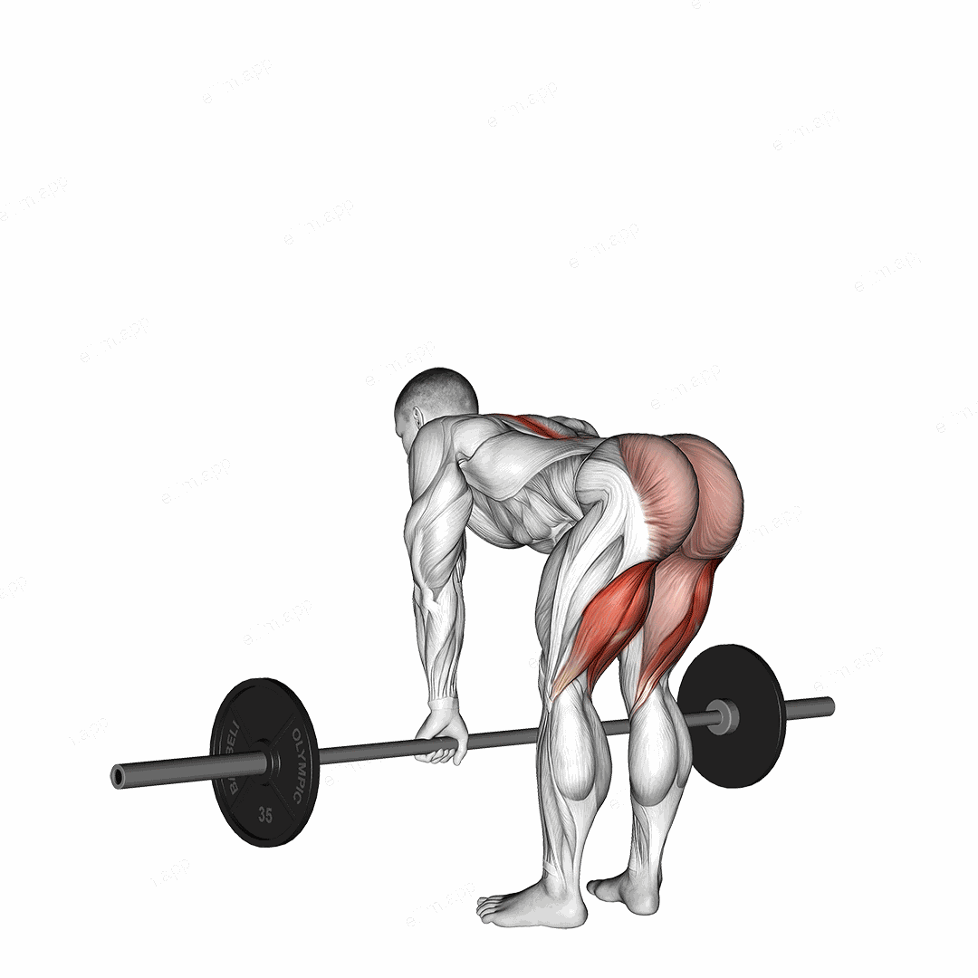 Barbell Straight Leg Deadlift exercise targeting Thighs and Erector Spinae