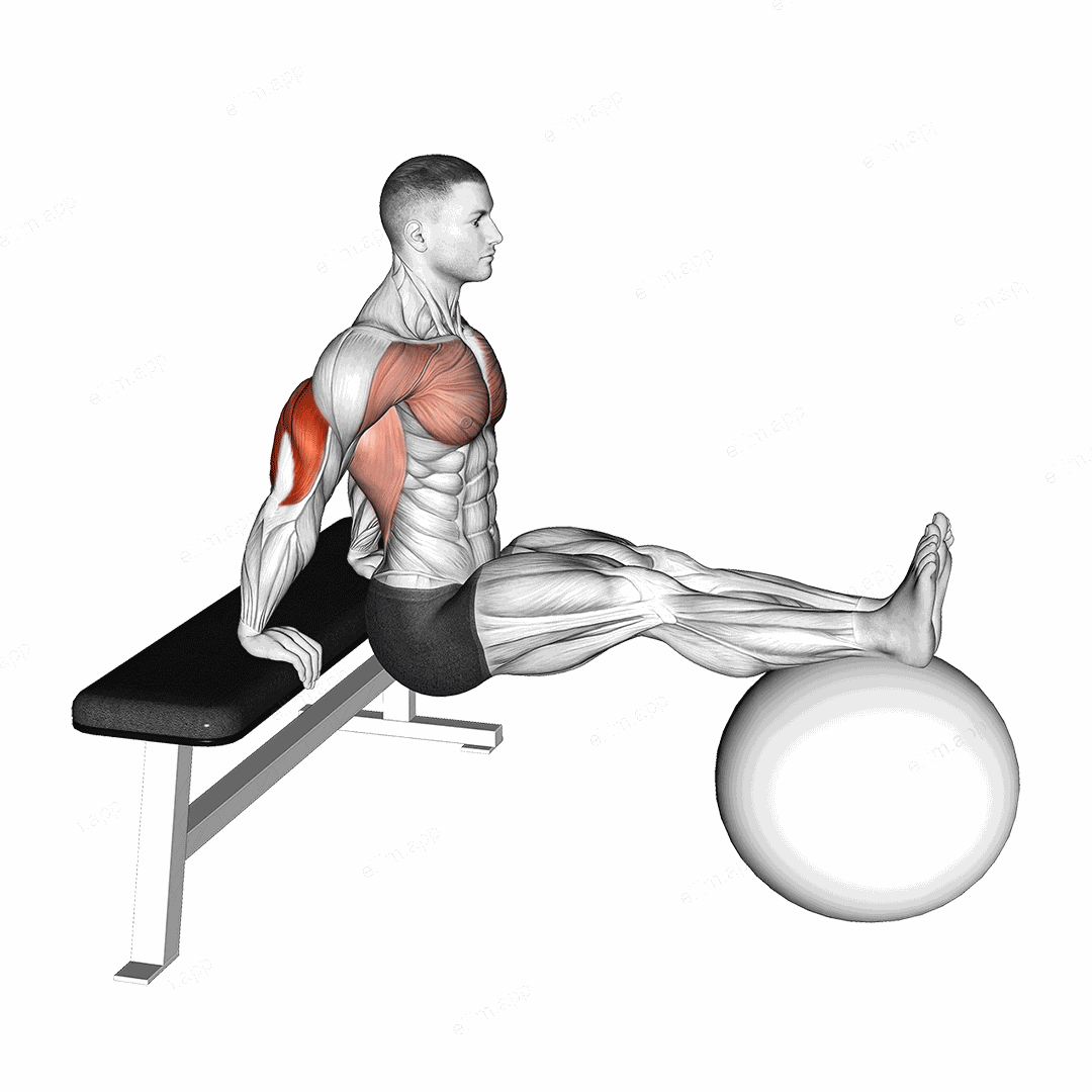 Bench Dip on Stability Ball exercise targeting Upper Arms and Triceps Brachii