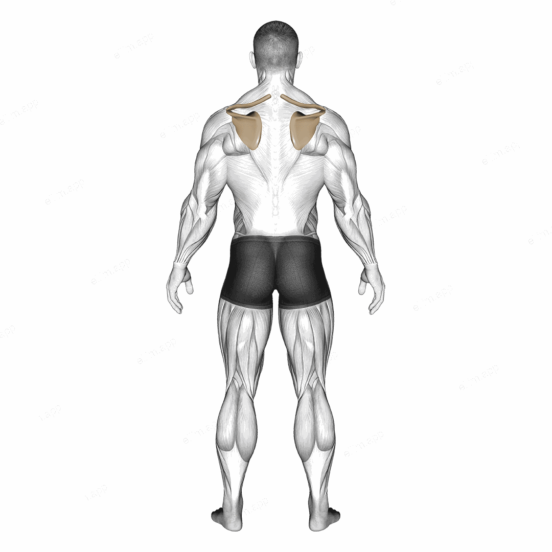 Scapula Elevation Depression exercise targeting Back