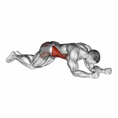 Kneeling plank exercise targeting Waist and Rectus Abdominis