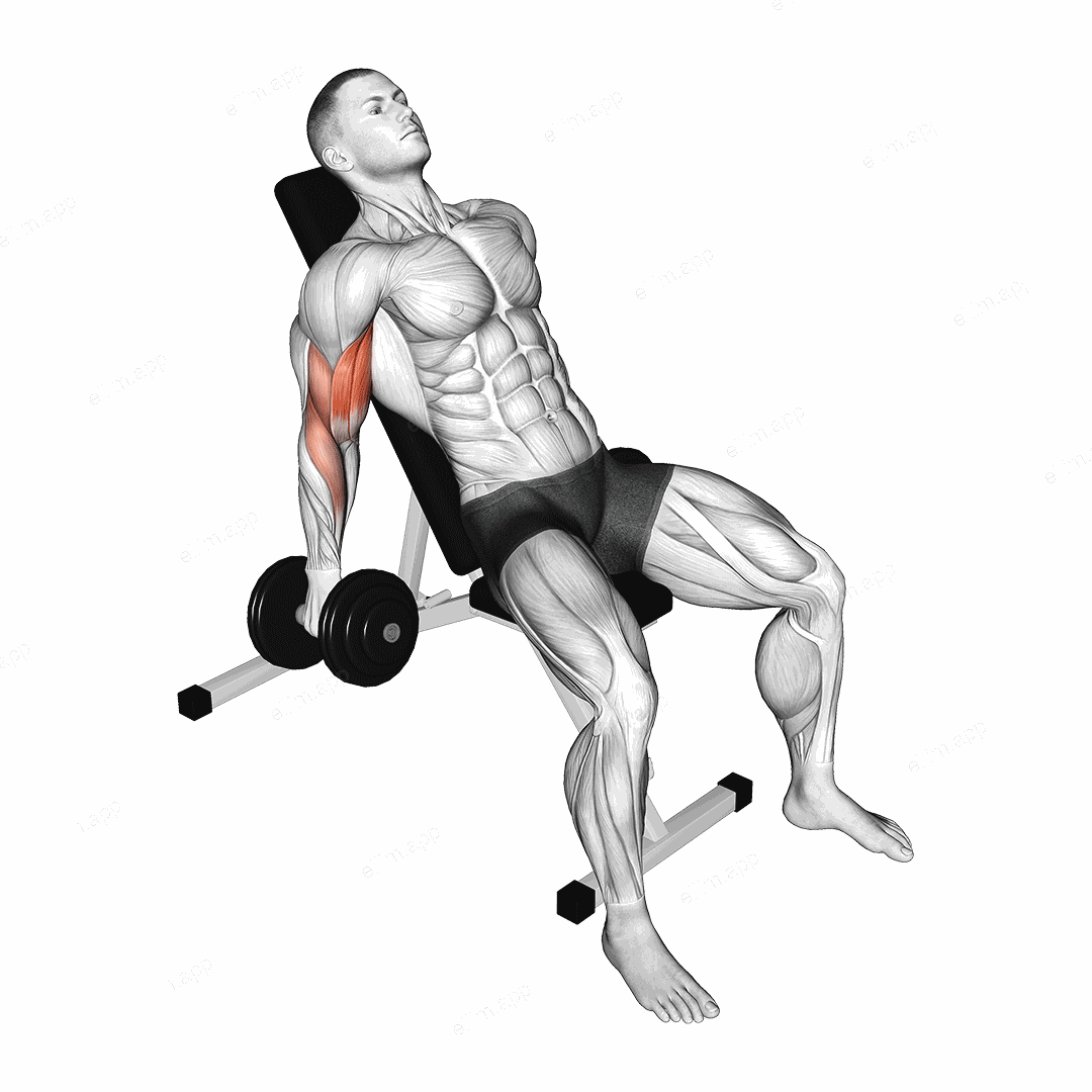 Dumbbell Incline Curl exercise targeting Upper Arms and Biceps Brachii