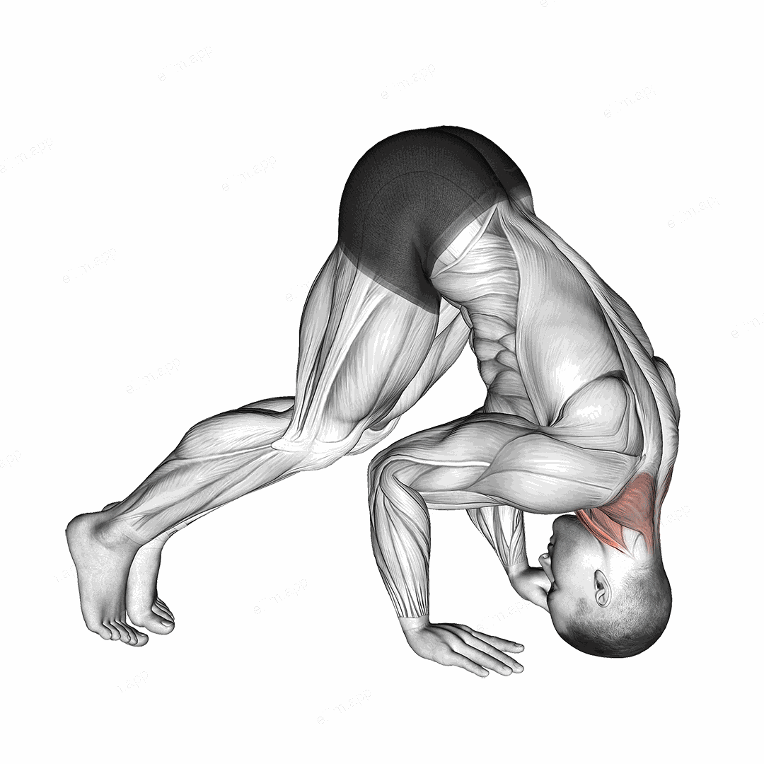 Neck Bridge Prone exercise targeting Neck and Sternocleidomastoid