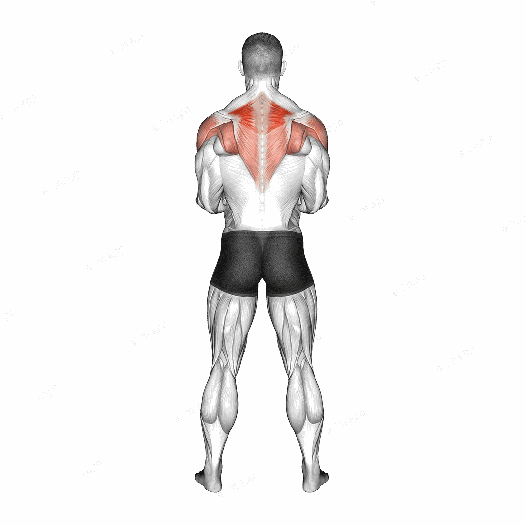Dumbbell Standing Scapular External Rotation exercise targeting Back