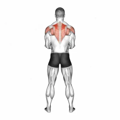 Dumbbell Standing Scapular External Rotation exercise targeting Back